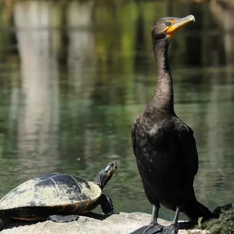 thumbnail for publication: Aquatic and Marine Ecosystems—Facilitator Evaluation